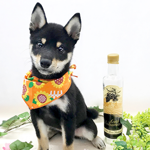 柴犬