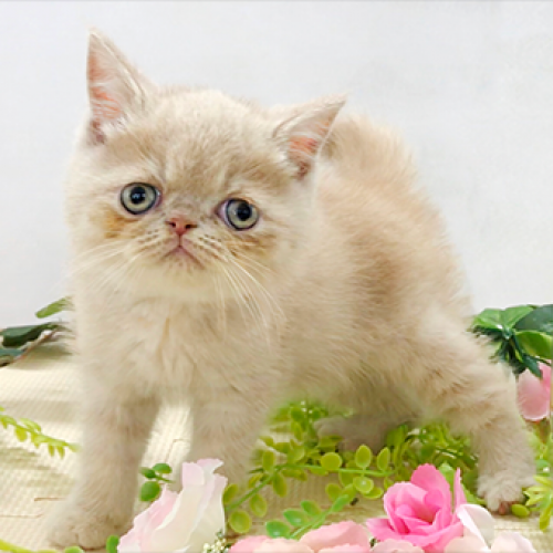 エキゾチック