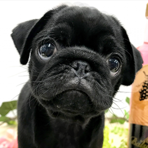 パグ
