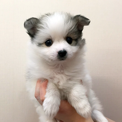 ポメラニアン