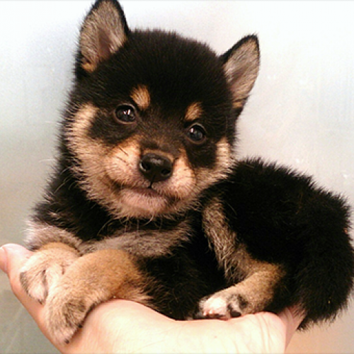 柴犬