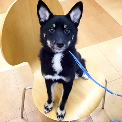 柴犬
