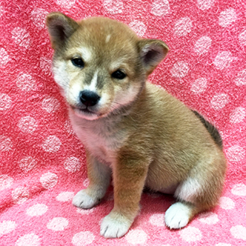 柴犬