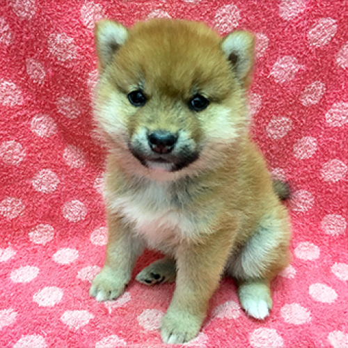 柴犬
