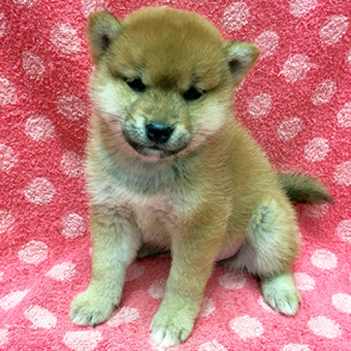 柴犬