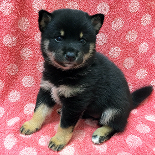 柴犬