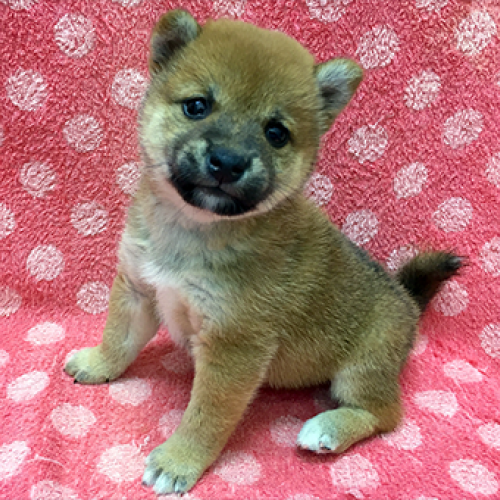 柴犬