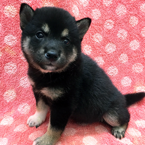 柴犬