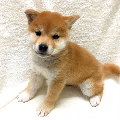 柴犬