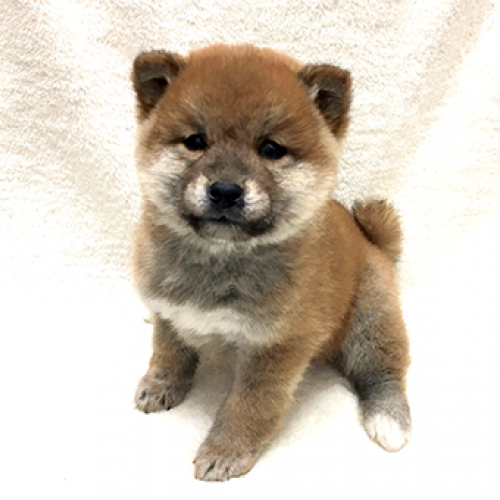 柴犬