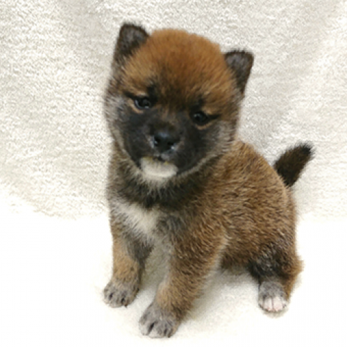 柴犬