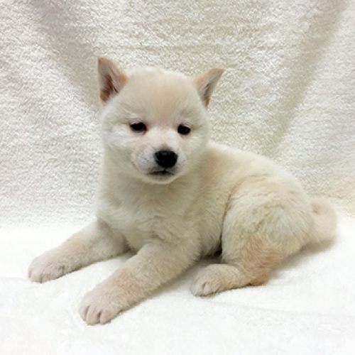 柴犬