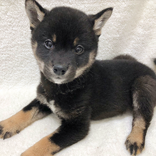 柴犬