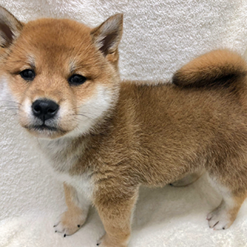 柴犬