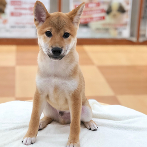 柴犬