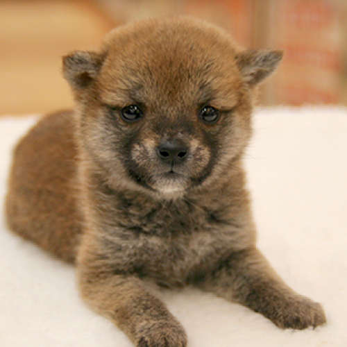 柴犬