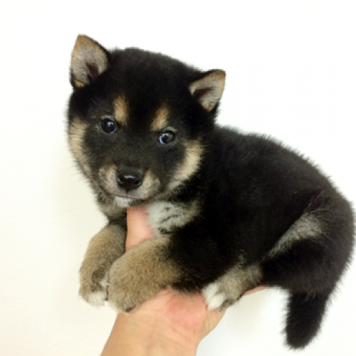 柴犬