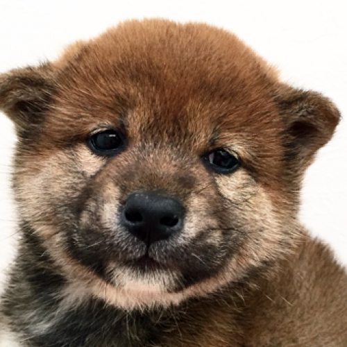 柴犬