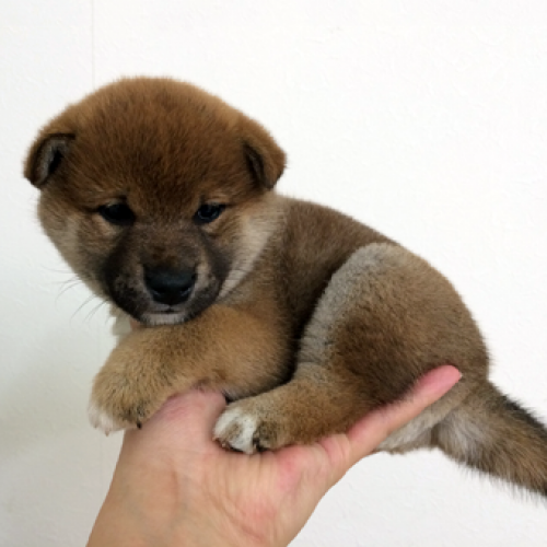 柴犬