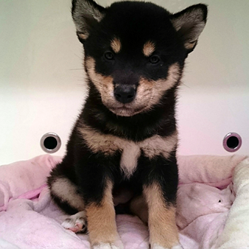 柴犬
