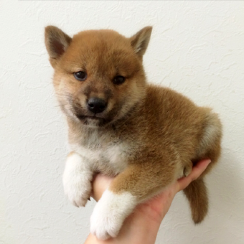 柴犬