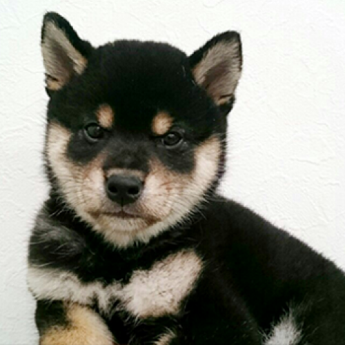 柴犬