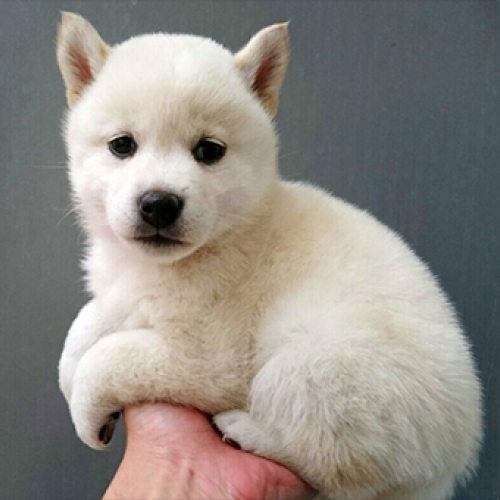 柴犬