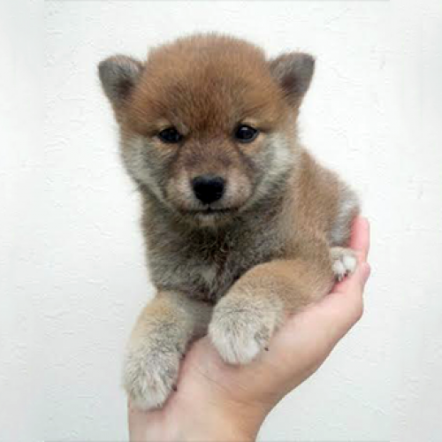 柴犬