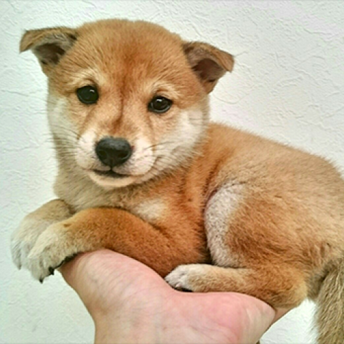 豆柴