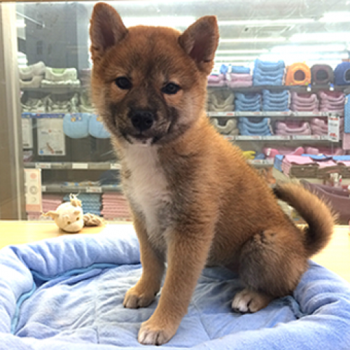 柴犬
