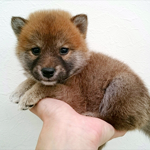 柴犬