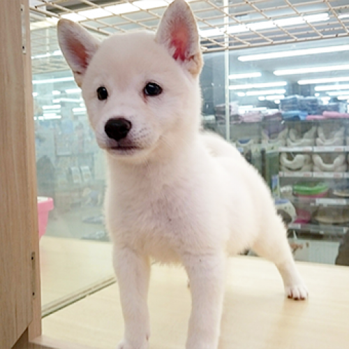 柴犬