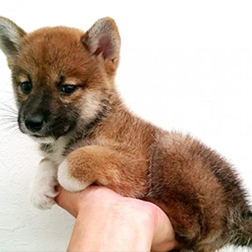 柴犬