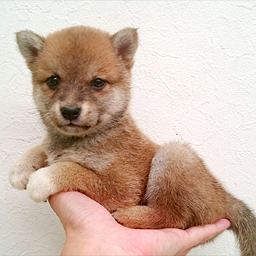 柴犬