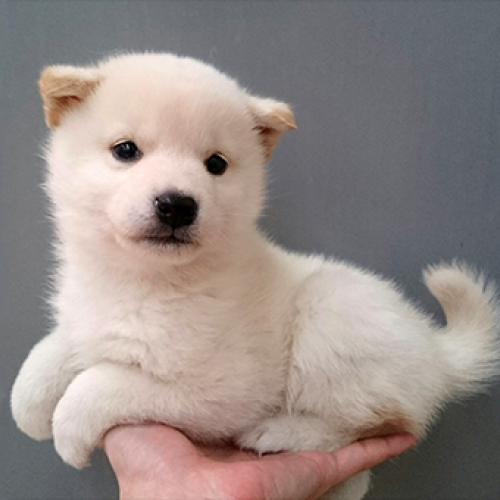 柴犬