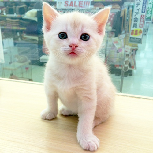 マンチカン