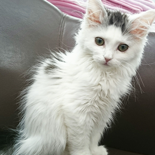 ノルウェージャンフォレストキャット