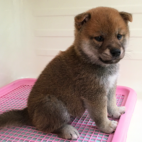 柴犬