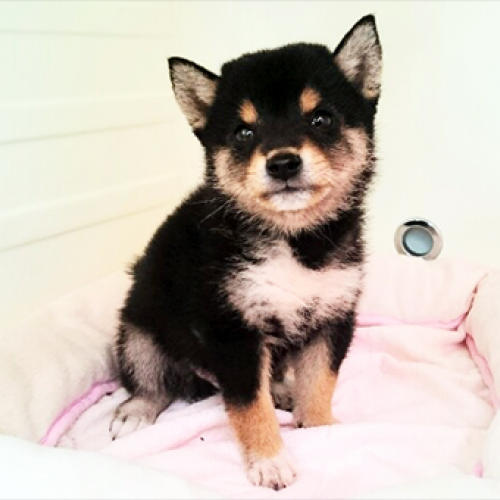 柴犬