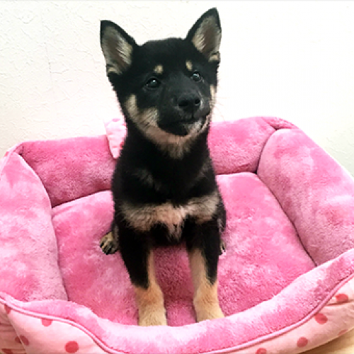 柴犬