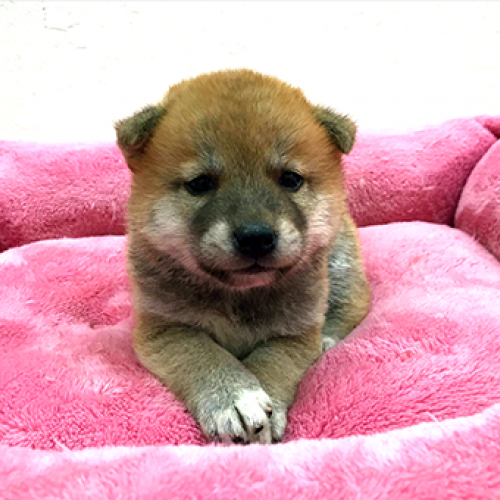 柴犬