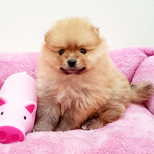 ポメラニアン