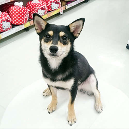 柴犬