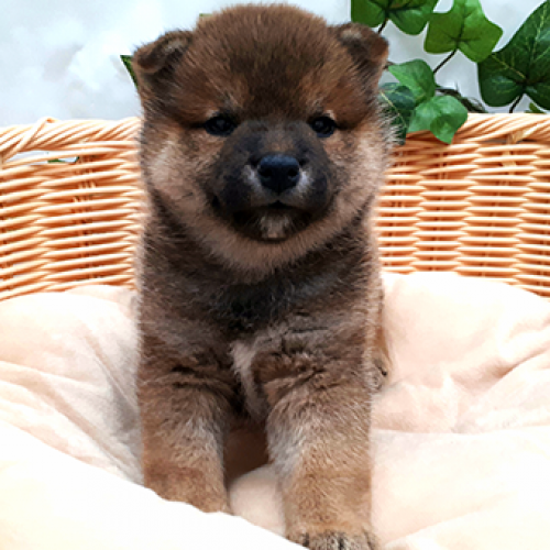柴犬