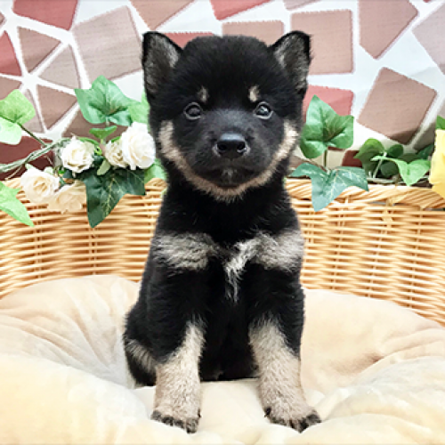 柴犬