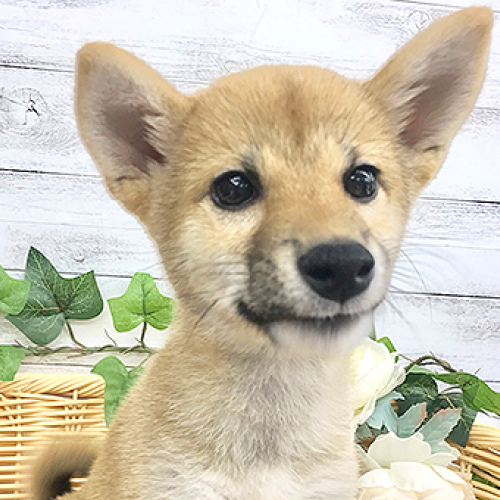 柴犬