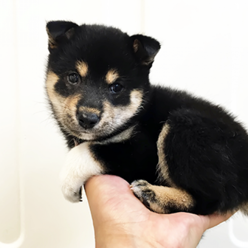 柴犬