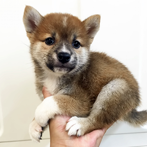 柴犬