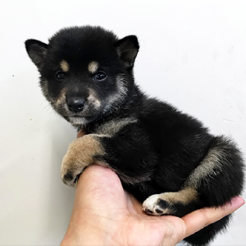 柴犬