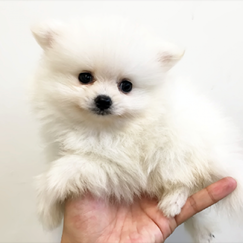 ポメラニアン